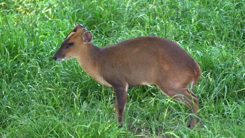 Little roe deer Video stock 133193041
