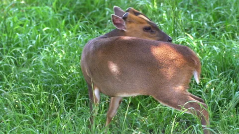 Little roe deer Stock Footage 133193097