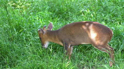 Little roe deer Stock Footage 133193179