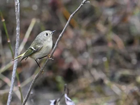 Little Ruby Crowned Kinglet bird perching on a twig with blur background Stock Photos