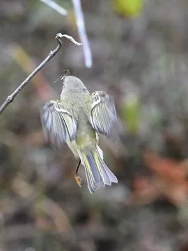 Little Ruby Crowned Kinglet bird perching on a twig with blur background Stock Photos