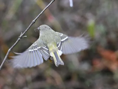 Little Ruby Crowned Kinglet bird flying near a twig with blur background, closeu Stock Photos