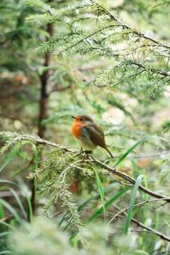Little ruffled robin chick Foto stock