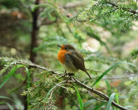 Little ruffled robin chick Stock Photos
