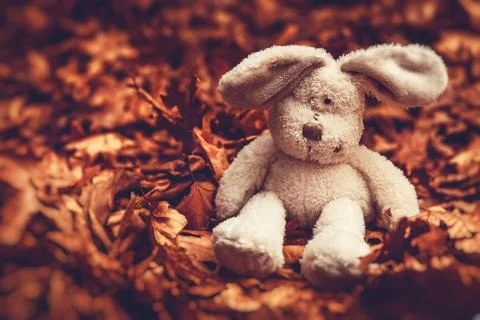 Little sad rabbit Stock Photos
