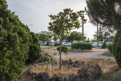 A Little Sapling in Park Stock Photos