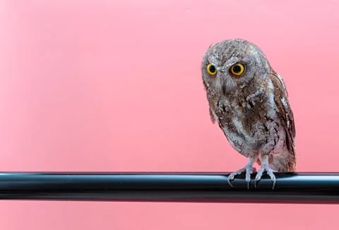 Little scops owl isolate on pink background with copy space Stock Photos