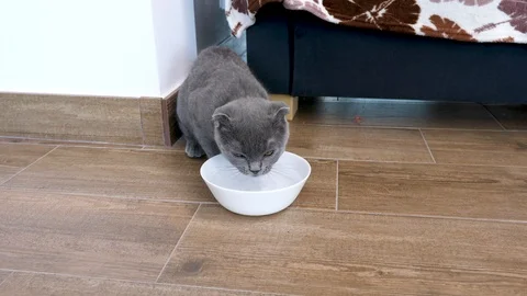 Little scottish fold kitten drinks water Stock Footage 89534261