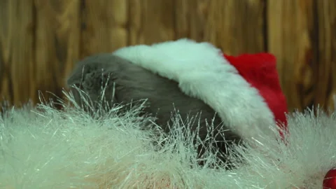 Little scottish grey kitten playing with Christmas decorations Stock Footage 121420409