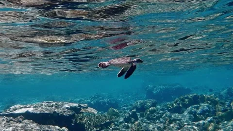 Little sea turtle diving in clear water of Ogaswara Islands in Japan. Stock Footage 144180399