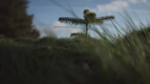 Little seedling of a pine tree growing Stock Footage 124327530