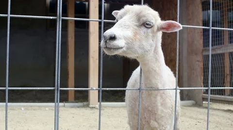 Little sheep bleating on the farm Stock Footage 63505995