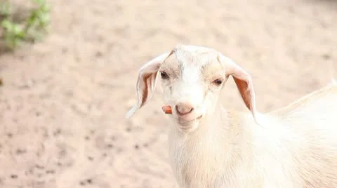 Little sheep Stock Footage 21999171