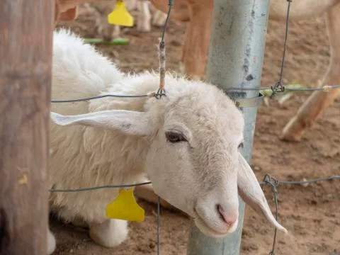 Little  sheep Stock Photos