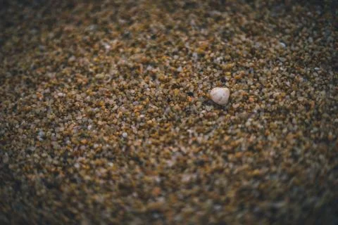 Little shell on the beach sand Stock Photos