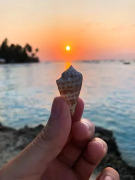 Little shell, A hand holding a shell with a sunset in the background Stock Photos