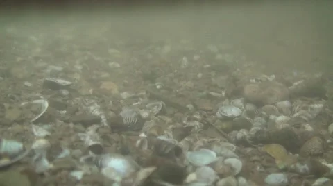 Little shells in the murky stream Stock Footage 40204035