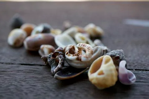 Little Shells Stock Photos