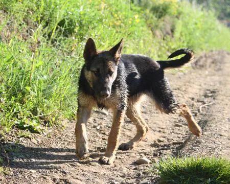 Little shepherd Stock-Fotos