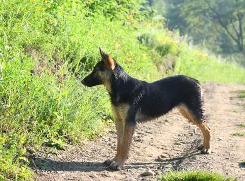 Little shepherd Stock-Fotos