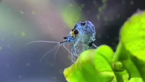 Little Shrimp Video stock 263961076
