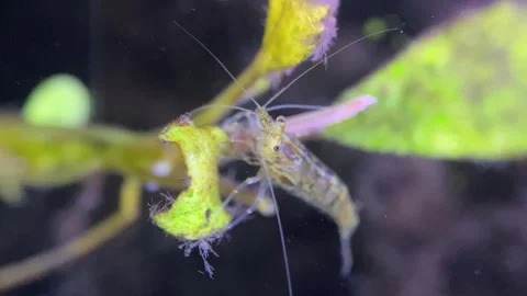 Little Shrimp Stock Footage 263961412