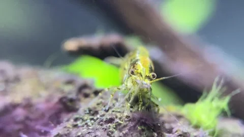 Little Shrimp Video stock 263962383
