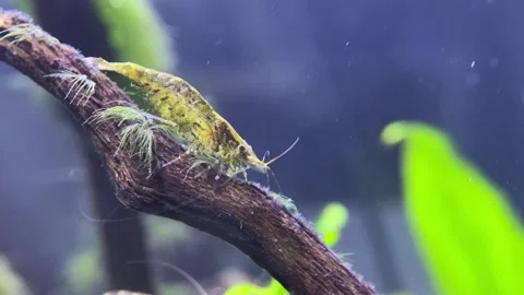 Little Shrimp Video stock 263962950