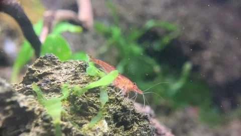 Little Shrimp Stock Footage 286871981