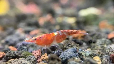 Little Shrimp Stock Footage 286872071
