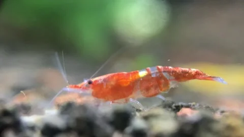 Little Shrimp Stock Footage 286872075