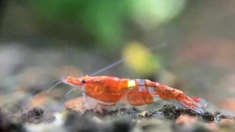 Little Shrimp Stock Footage 286872099