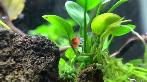 Little Shrimp Stock Footage 286872157