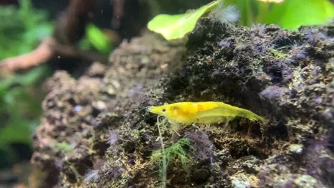 Little Shrimp Stock Footage 286872228
