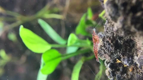 Little Shrimp. ( Vertical view ) Stock Footage 286920302