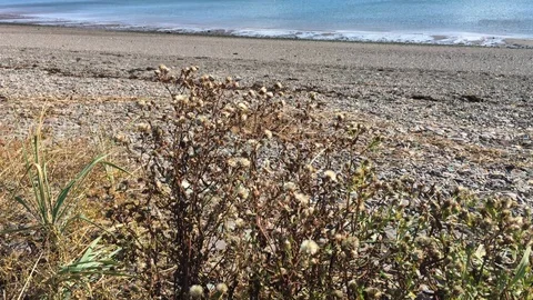 Little Shrub on the Beach Stock Footage 89815549