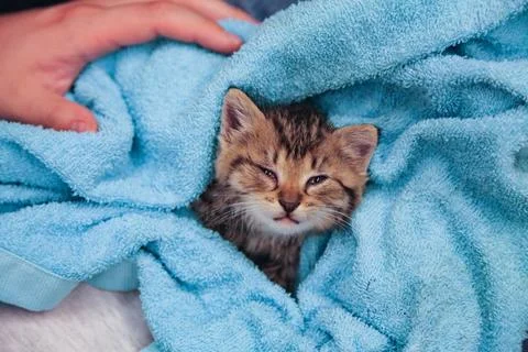 Little sick kitty Foto stock