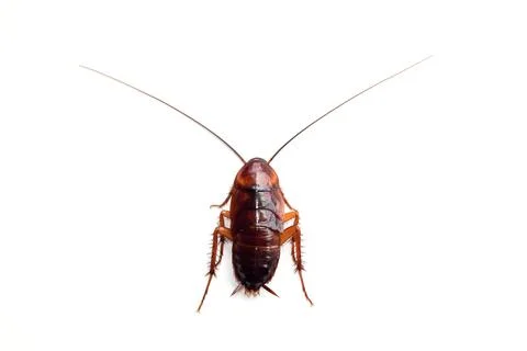 Little single upset cockroach isolate on white background Stock Photos