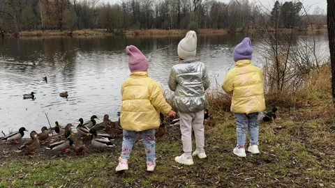 Little sisters of triplets feed ducks with bread on an autumn lake, children are 库存影片 256701409