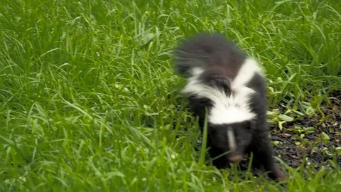 Little skunk Stock Footage 91738802