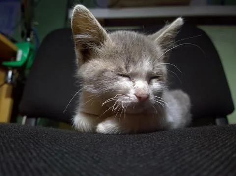Little sleeping kitten Stock Photos