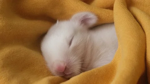 Little sleeping rabbit on blanket Stock Footage 213019525