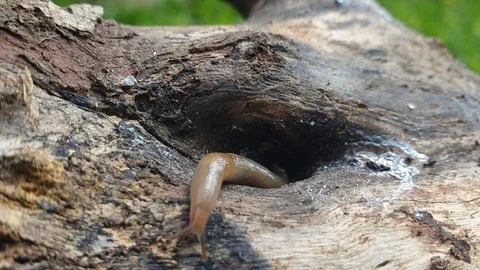 Little slug moving on tree trunk in nature Stock Footage 115590858