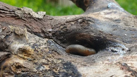 Little slug moving on tree trunk in nature-3 Stock Footage 115590931