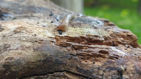 Little slug moving on tree trunk in nature-2 Stock Footage 115590933
