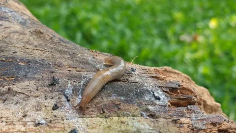 Little slug moving on tree trunk in nature Stock Footage 115591035