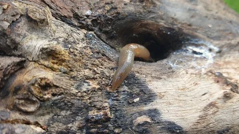 Little slug moving on tree trunk in nature Stock Footage 115591108