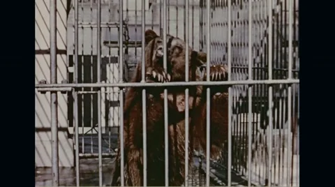 Little Smokey in cage at national zoo Stock Footage