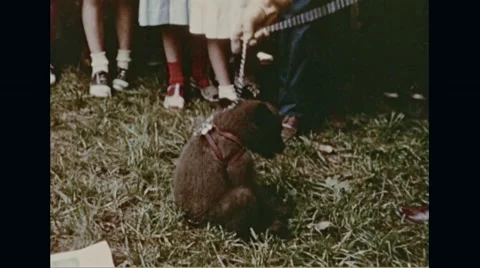 Little Smokey playing in grass Stock Footage