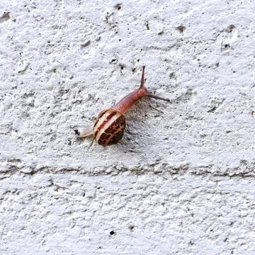 Little snail is climbing a white concrete wall, very slow but easy way Stock Photos